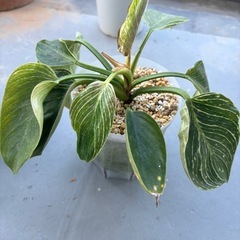 　売約済み　観葉植物　まとめてお譲り の画像