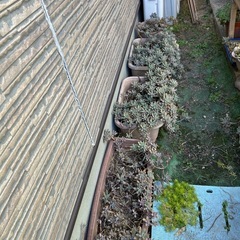 多肉植物  秋麗の画像