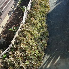 多肉植物  秋麗の画像