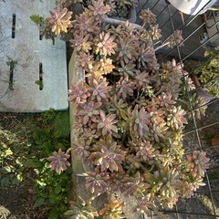 多肉植物  秋麗の画像