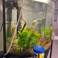 水槽セット　60センチの画像