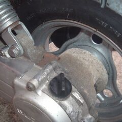 スズキ　薔薇の画像