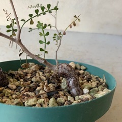 オペルクリカリア　パキプス　塊根植物　　の画像