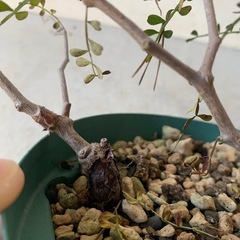 オペルクリカリア　パキプス　塊根植物　　の画像