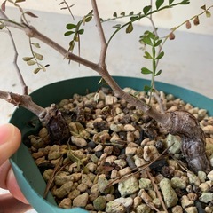 オペルクリカリア　パキプス　塊根植物　　の画像