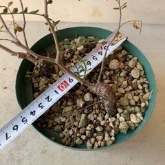 オペルクリカリア　パキプス　塊根植物　　の画像