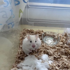 ロングヘアハムスターお譲りします