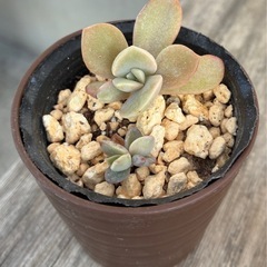 桃月🍑多肉植物ポット苗の画像