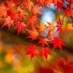 LINE雑談グルメンバー募集！！