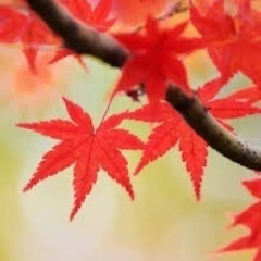 関西メンバー募集中！！