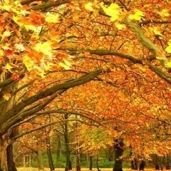 LINEグル！メンバー募集♪