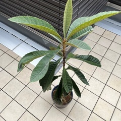 枇杷(びわ)の苗木の画像