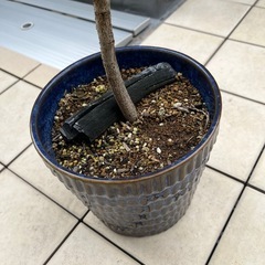 枇杷(びわ)の苗木の画像