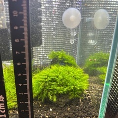 ウォーターフェザー　溶岩石付き　6×5cmの画像