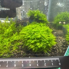 ウォーターフェザー　溶岩石付き　6×5cmの画像