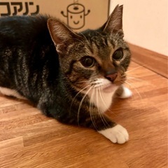 グリム　メス　2〜3歳　グリグリとフレンドリー