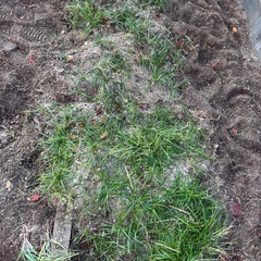 園芸苗　リュウノヒゲ　たくさん　の画像