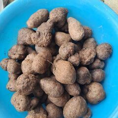 無人販売　レモン、柚子、ハヤトウリ、紫山芋の画像