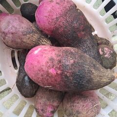 無人販売　レモン、柚子、ハヤトウリ、紫山芋の画像