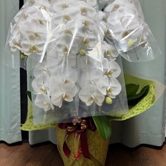 5本立て胡蝶蘭の画像