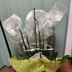 5本立て胡蝶蘭の画像