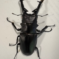 
ギラファノコギリクワガタ　【新成虫・オス・ホワイトアイ】　🤗の画像