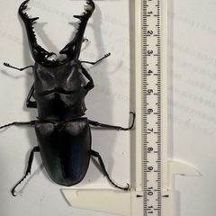 
ギラファノコギリクワガタ　【新成虫・オス・ホワイトアイ】　🤗の画像
