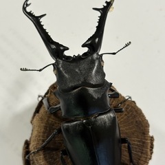 
ギラファノコギリクワガタ　【新成虫・オス・ホワイトアイ】　🤗の画像