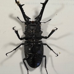 
ギラファノコギリクワガタ　【新成虫・オス・ホワイトアイ】　🤗の画像