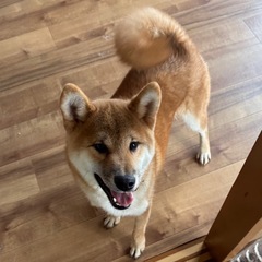 ６ヶ月の柴犬男の子