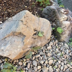 庭石(早めの取引希望)の画像
