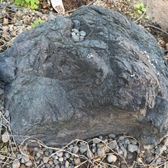 庭石(早めの取引希望)の画像