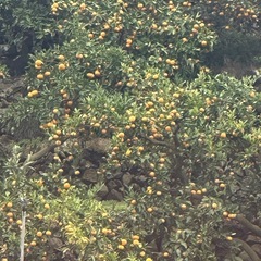 有田みかん ゆら早生 訳あり サイズ混合 家庭用 まとめ
売り 5コンテナから 和歌山県産 の画像