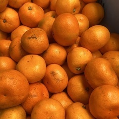 有田みかん ゆら早生 訳あり サイズ混合 家庭用 まとめ
売り 5コンテナから 和歌山県産 の画像