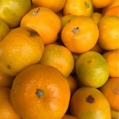 有田みかん ゆら早生 訳あり サイズ混合 家庭用 まとめ
売り 5コンテナから 和歌山県産 の画像