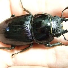 京都府産オオクワガタ F2 ♀46.2ミリの画像