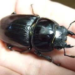 京都府産オオクワガタ F2 ♀46.2ミリの画像