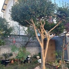 椿　大木　花は赤色の画像