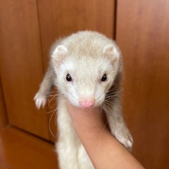 フェレットの里親さん募集です。