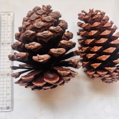 松ぼっくり クリスマス オーナメント リース 正月 10〜15cm サイズ他ありの画像