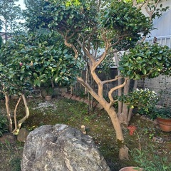 椿　中木の画像