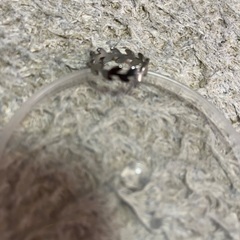 ファッションリング    9号の画像