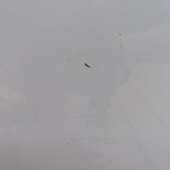 ホワイトボード 60×90の画像