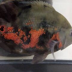 オスカーの画像