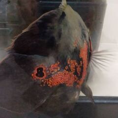 オスカーの画像