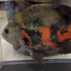 オスカーの画像