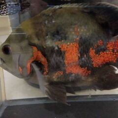 オスカーの画像