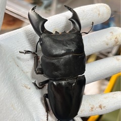 スマトラオオヒラタ（ハーキュリー血統）ペア④の画像