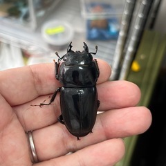 スマトラオオヒラタ（ハーキュリー血統）ペア④の画像