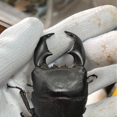 スマトラオオヒラタ（ハーキュリー血統）ペア④の画像